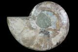 Agatized Ammonite Fossil (Half) - Madagascar #83834-1